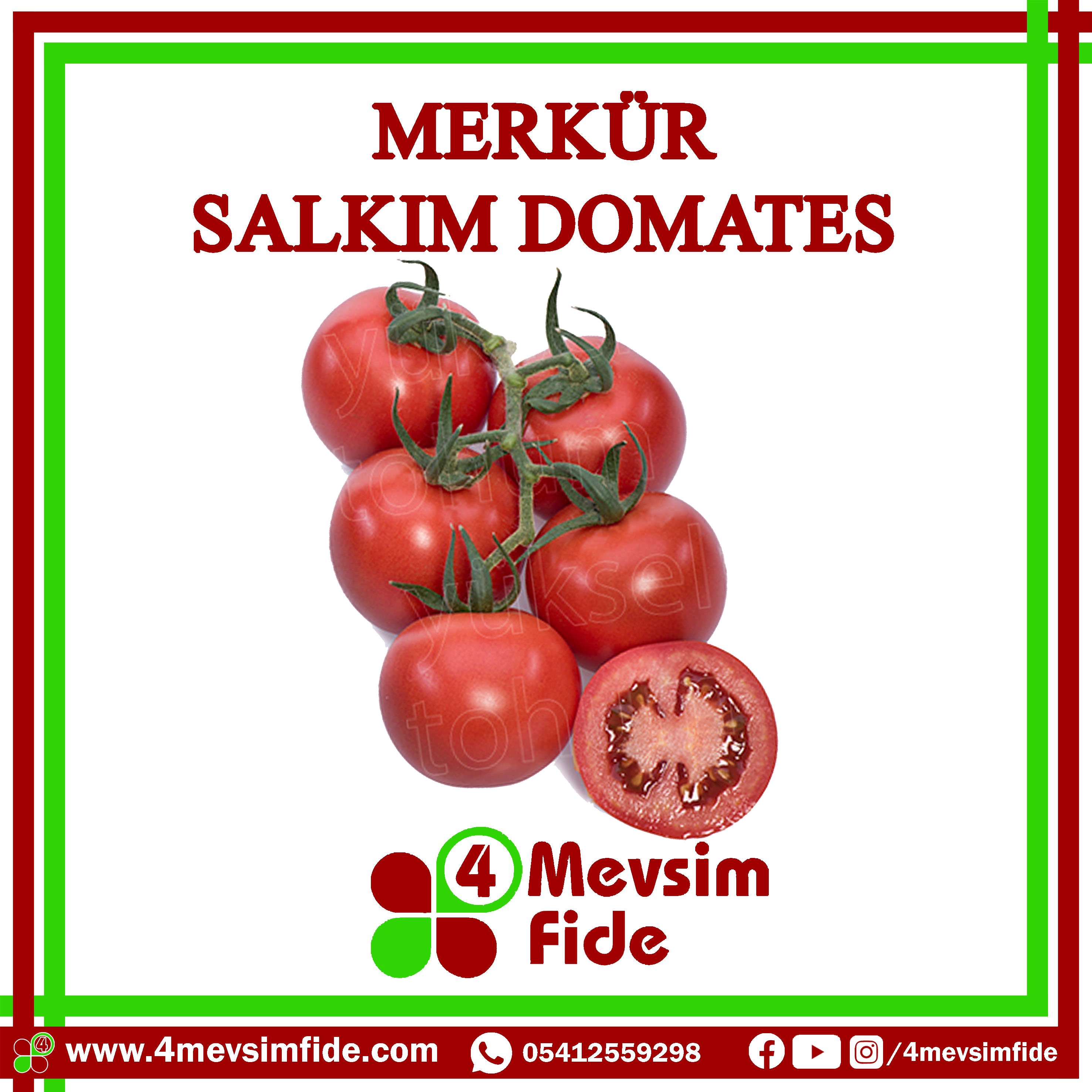 Merkür F1 Salkım Domates