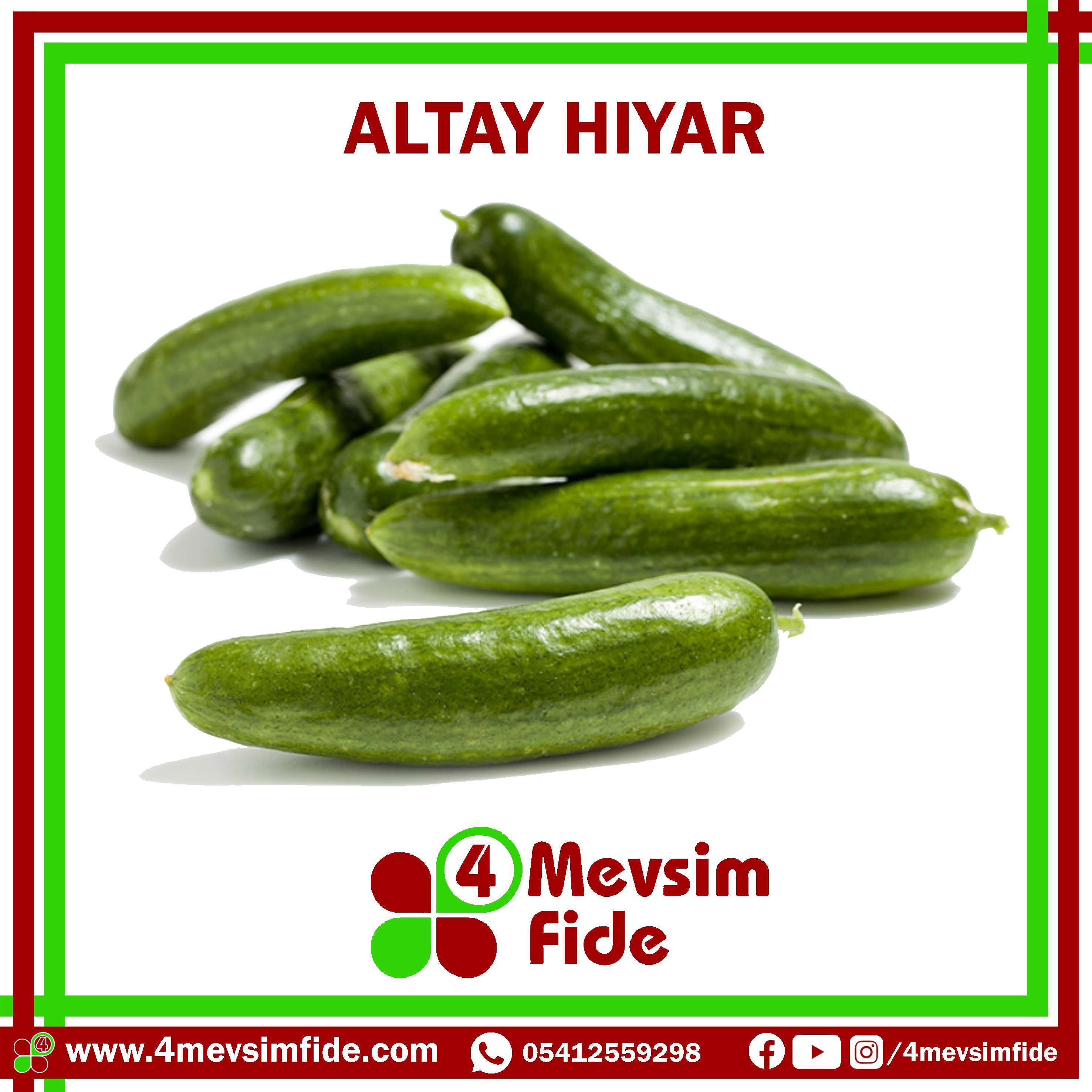 Altay F1 Beit Alpha Hıyar