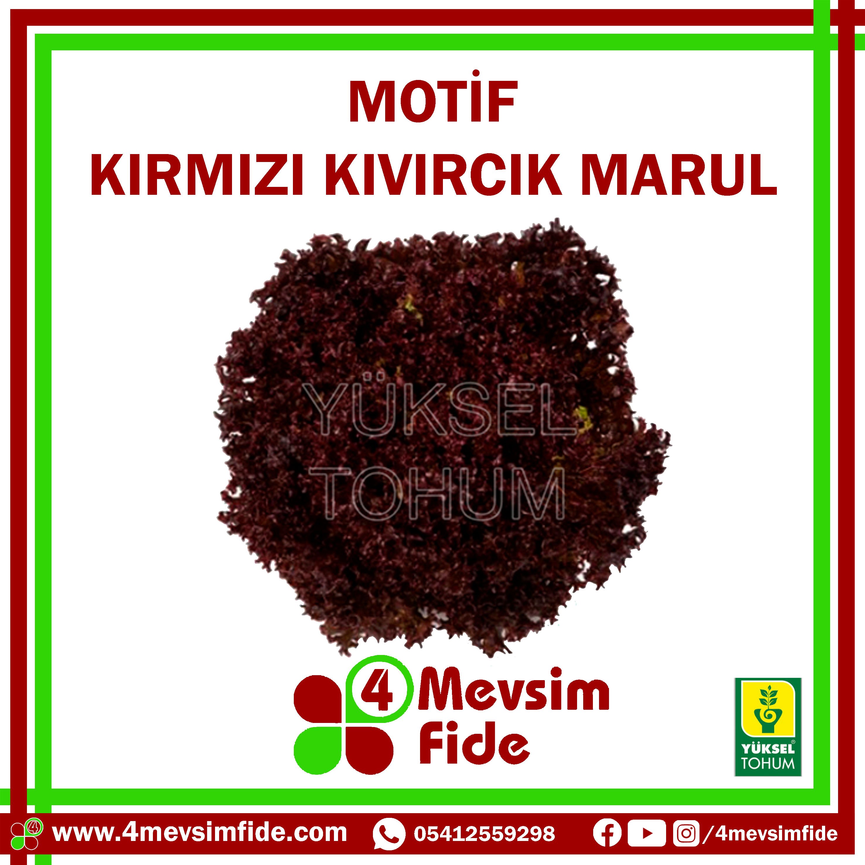 Motif F1 Kıvırcık Marul